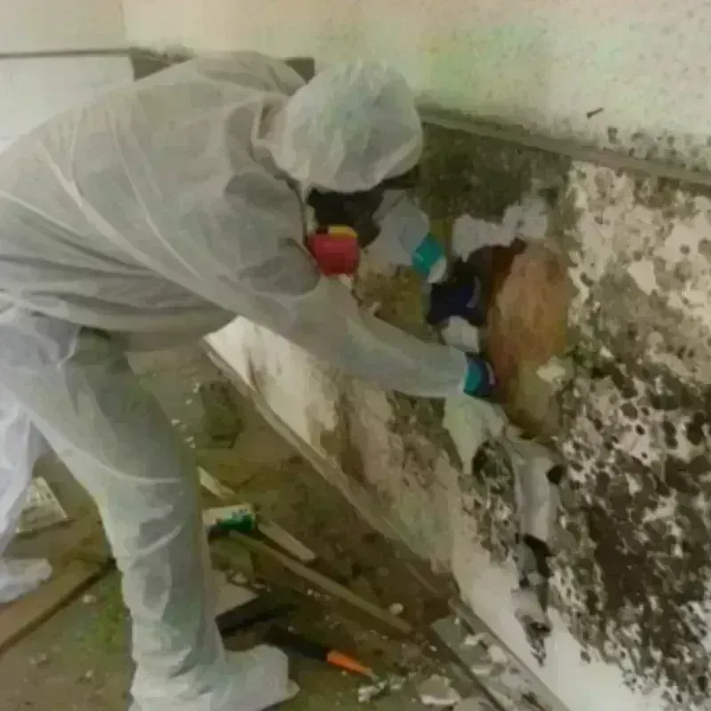 Mold Remediation and Removal in Aloha, OR